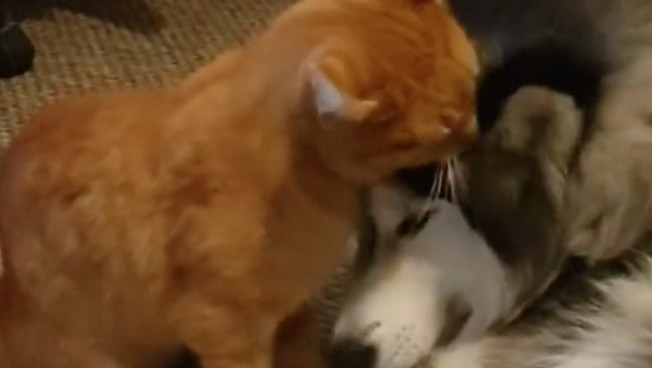 L'amicizia più speciale che possa esistere: cuori in frantumi per le coccole tra cane e gatto