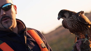Il falconiere più richiesto d'Italia: Libero io Roma da piccioni, gabbiani e cinghiali