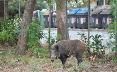 La peste suina fa paura, zona rossa in 70 Comuni