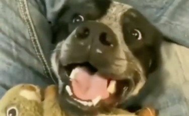 “Devi giocare con me!”. Il cane ce la mette tutta ma il padrone non si muove di un millimetro