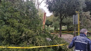 A Roma il vento fa rischiare la strage: cade un albero, una donna in codice rosso per le ferite