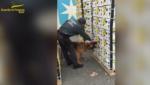 Fiutati al porto quattrocento chili di cocaina: il più grande sequestro di droga a Civitavecchia