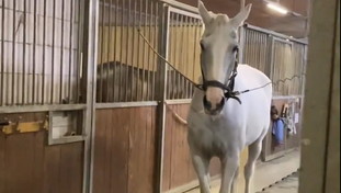 Molestate e minacciate di morte 4 bambine in un maneggio di Milano. Condannato un 25enne