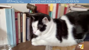 Il gatto fa la guerra al generale. Risate e siparietto a L'Aria che Tira: chi spunta all'improvviso