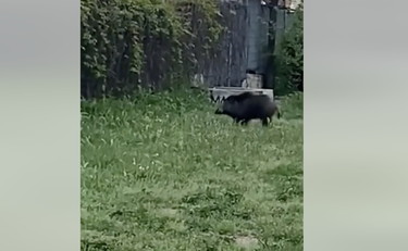 Cinghiali a Roma, l'ultimo avvistamento sotto casa di Gualtieri