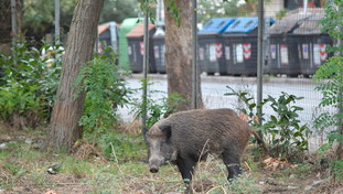 Sull'invasione dei cinghiali Ama si difende: Non c'entra il caos rifiuti. Ma i dati inchiodano la municipalizzata