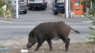 Peste suina, zona rossa extralarge: tutte le vie coinvolte. E spunta un cucciolo di cinghiale decapitato