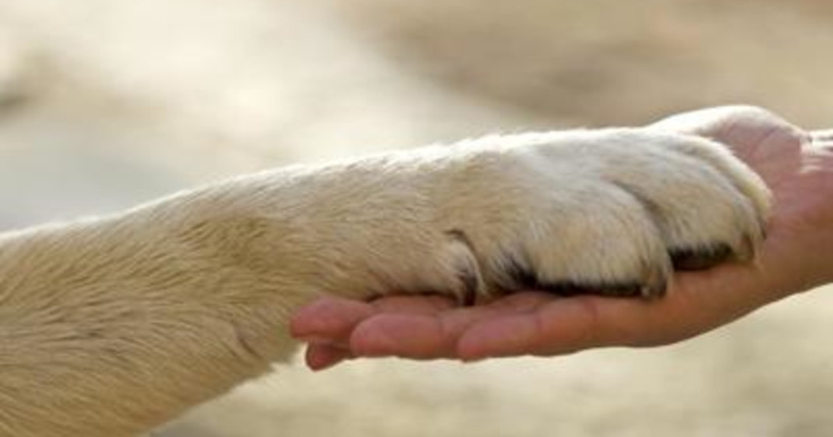 Animali, Oipa: crescono le adozioni di cani e gatti Animali, Oipa: crescono le adozioni di cani e gatti