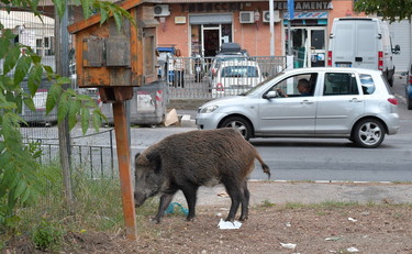 Vietati tartufi e mountain bike, contro i cinghiali scatta la task force