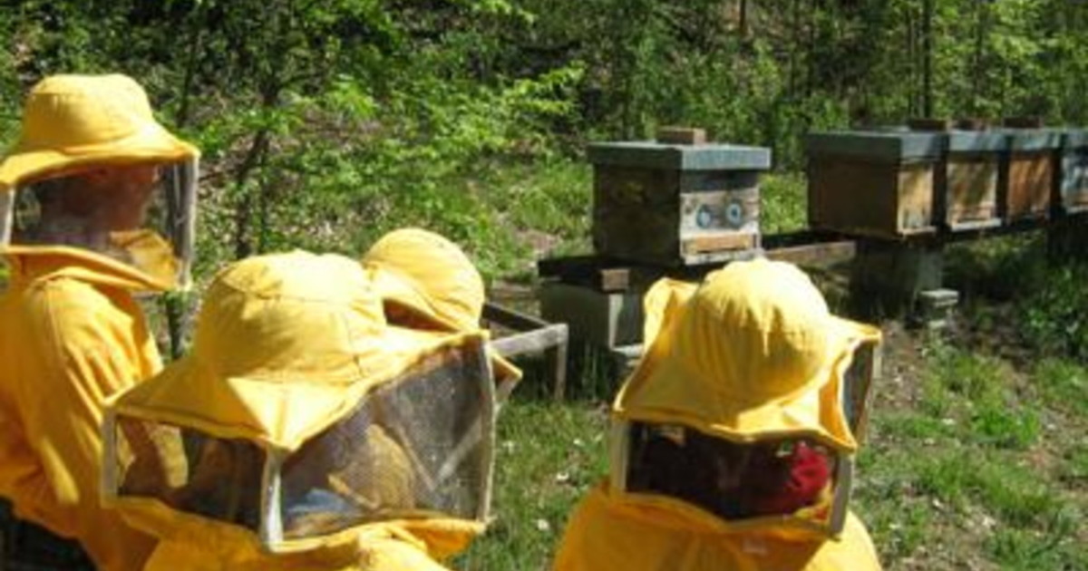 Le "case" del WWF per salvare le api Le "case" del WWF per salvare le api