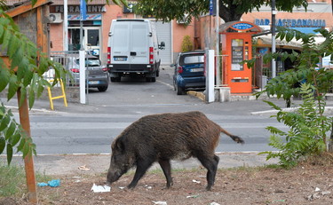 A bordo di uno scooter investono e uccidono un cinghiale. Poi finiscono in ospedale