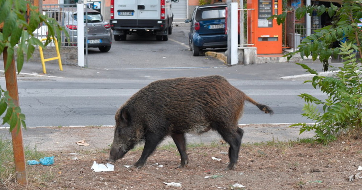 A bordo di uno scooter investono e uccidono un cinghiale. Poi finiscono in ospedale A bordo di uno scooter investono e uccidono un cinghiale. Poi finiscono in ospedale