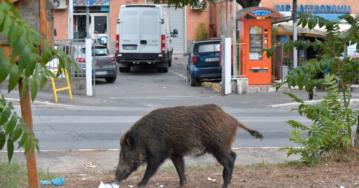 Peste suina, violati i parchi delle zone rosse: i cinghiali non fermano i picnic Peste suina, violati i parchi delle zone rosse: i cinghiali non fermano i picnic