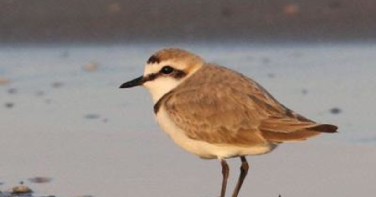 Caorle, nati tre pulcini di Fratino Caorle, nati tre pulcini di Fratino