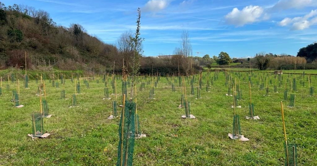 Un nuovo bosco urbano al Campus Bio Medico di Roma Un nuovo bosco urbano al Campus Bio Medico di Roma