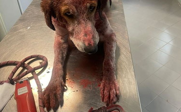 Lasciati morire senza cure. Muratella, gli animalisti disperati scendono in piazza