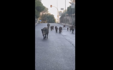 Così gli automobilisti rischiano gli incidenti: la mandria di cinghiali al pascolo in via della Camilluccia