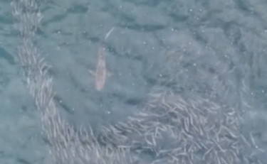 Lo squalo va a caccia al largo di Long Island: le immagini dal drone VIDEO