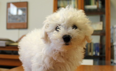 Settanta euro di film hard acquistati dal cane con il telecomando