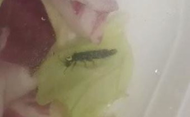 Nell'insalata dell'ospedale uno sgradito ospite: la sorpresa è terrificante | GUARDA