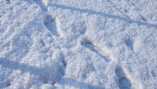 Ondata di gelo dalla Russia, Giuliacci: dove e quando nevicherà