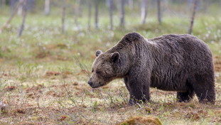 L'orso ha aggredito il runner quando era vivo: l'esito dell'autopsia