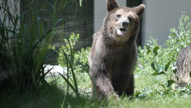 L'avvistamento degli orsi finisce male: il video choc dall'auto in corsa