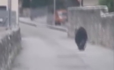 Gli orsi continuano a terrorizzare il Trentino: l'ultimo avvistamento | GUARDA