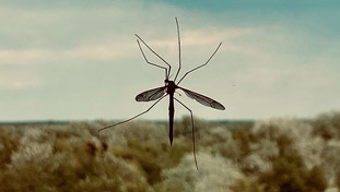 Allarme zanzare, triplicate nel 2023: Ci aspettiamo più malattie e vittime