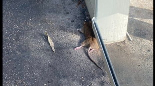 Roma invasa dai topi: la stima da incubo. Scatta l'allarme igienico-sanitario