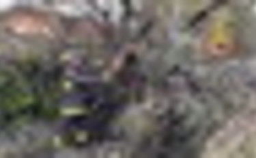 Maltempo, una donna muore schiacciata da un albero a Lissone