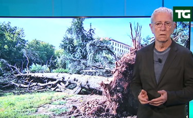 Cambiate le regole del gioco: Sottocorona sulla strage di alberi