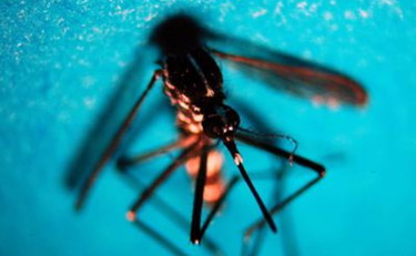 West Nile in Italia, casi salgono a 25: erano 6 una settimana fa