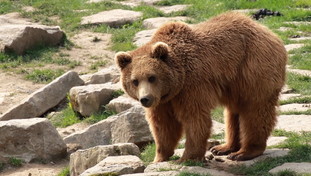 Una fucilata è fatale per l'orsa Amarena. “Fatto gravissimo”, Abruzzo sotto choc