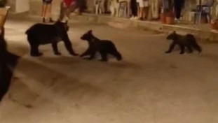 “Ammazzata crudelmente”. Feltri scosso dalla morte di Amarena: la ricostruzione non quadra