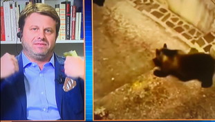 Psicopatologia dell'anti-melonismo: Sallusti affonda Bonelli sull'orsa uccisa