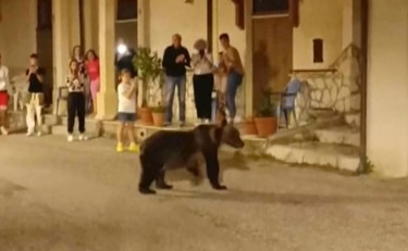 Amarena, nuovi dettagli dall'autopsia. Com'è morta l'orsa