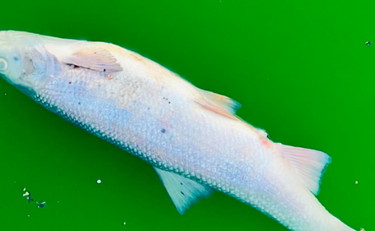 Ecoteppisti colorano il fiume ed è strage di pesci. Porro li fulmina