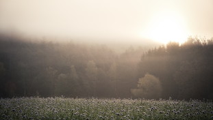 Il freddo inverno è un lontano ricordo: temperature mai viste a novembre