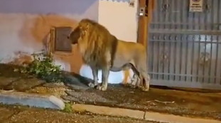 Vittima della nostra crudeltà. Leone di Ladispoli, la condanna di Feltri