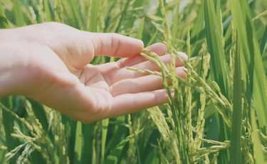 Agroalimentare, Pil in aumento