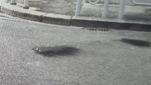 Molotov contro il consolato Usa, alta tensione a Firenze: la pista inquietante