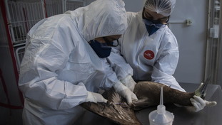 Cè il primo morto al mondo per il virus H5N2: l'aviaria ora terrorizza tutti