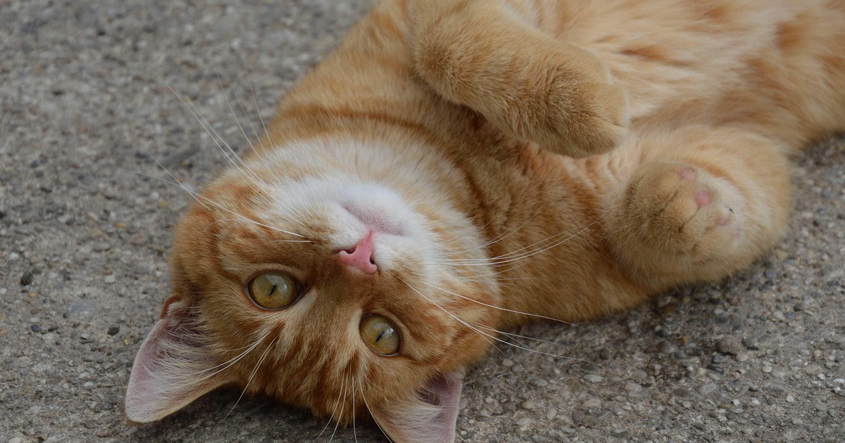 Aviaria nei gatti domestici: primi casi a New York. I consigli da seguire assolutamente