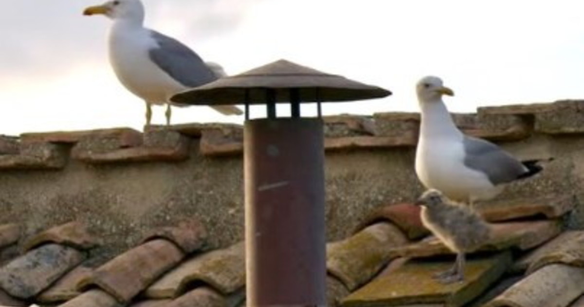 Social impazziti per i gabbiani: I Sistini Un segnale. I commenti esilaranti