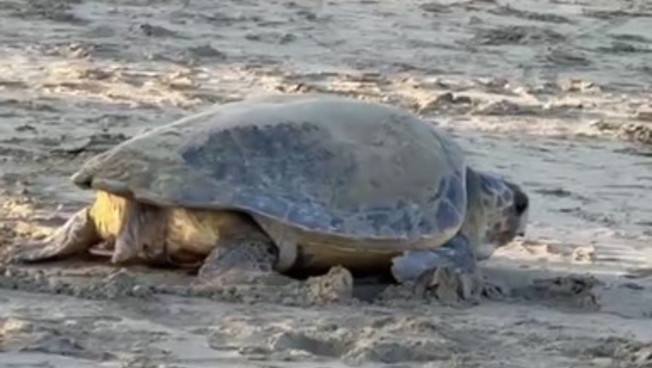 Tartaruga Caretta caretta nidifica tra ombrelloni e lettini, meraviglia sul litorale romano