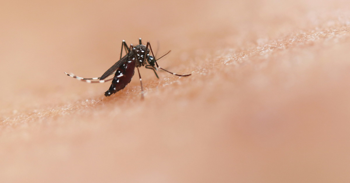 west nile donna muore dopo la puntura di una zanzara era stata ricoverata con febbre