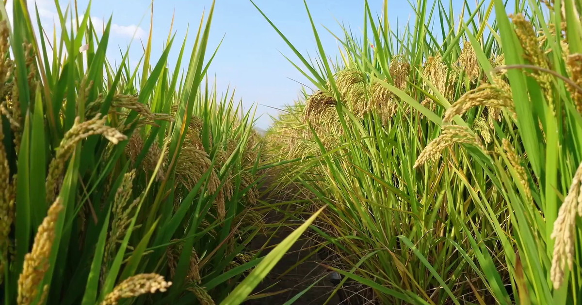 Evropska unija odobrila zaostrovanje pravil proti nepoštenim praksam v agroživilstvu