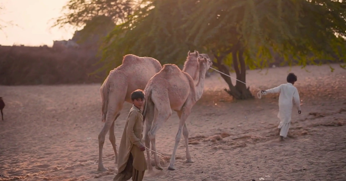 Neprofitna organizacija Children in Crisis podpira izobraževanje otrok v stiski