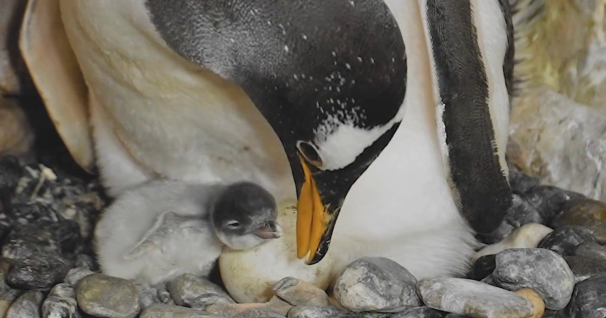 V Genovskem akvariju so se izlegli trije pingvini